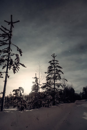 Snowy trees at night under starry sky in Rovaniemi, Laplandの写真素材