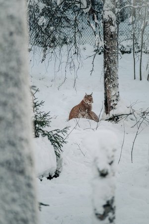 Lynx sitting next to tree in wildlife park in Ranua, Laplandの写真素材