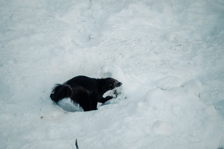 Black wolverine digging in deep snow in Ranua, Laplandの写真素材