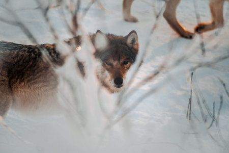 Wolf looking at the camera through snowy bush in Ranua, Laplandの写真素材