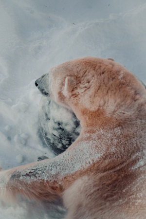 Polar bear flopped over snowy rock in Ranua, Laplandの写真素材