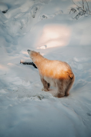 Polar bear stretching standing in snow in Ranua, Laplandの写真素材
