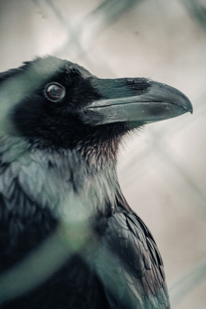 Black raven in Ranua, Laplandの写真素材