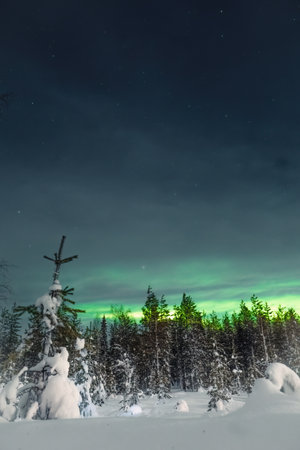 Aurora borealis behind snowy trees in Rovaniemi, Laplandの写真素材