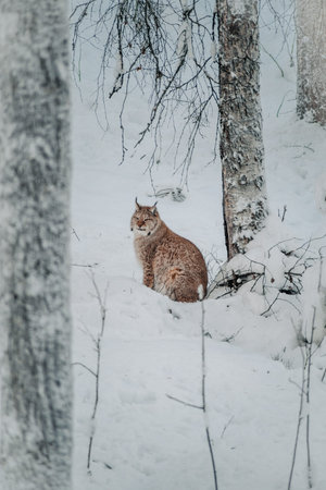 Lynx sat in the snow next to tree in wildlife park in Ranua, Lapland