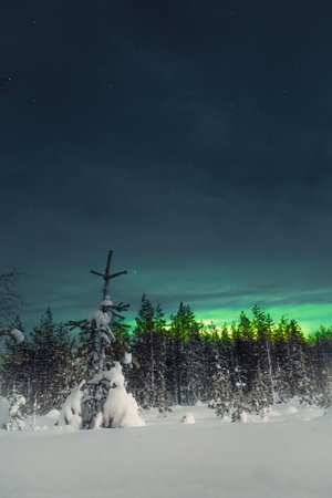 Aurora borealis behind snowy trees outside of Rovaniemi, Laplandの写真素材