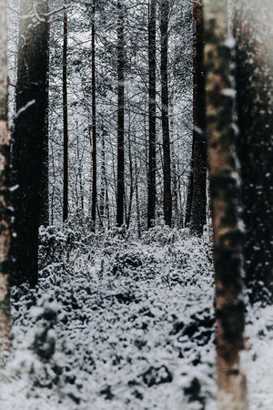 Snowy tree branches in forest in Rovaniemi, Lapland in winterの写真素材