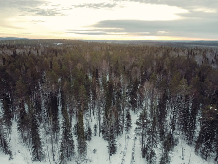 Green forest in the snow in the Lapland wilderness near Rovaniemi in winterの写真素材