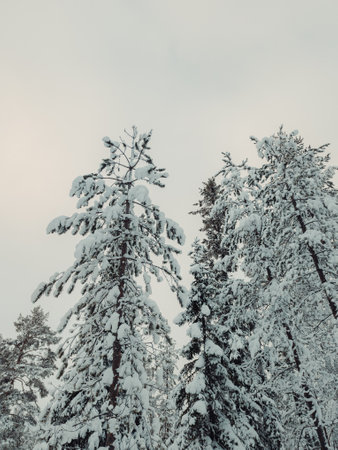Snowy trees in Ounasvaara in Rovaniemi, Lapland in winterの写真素材