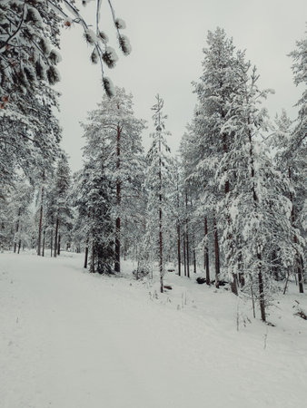Path through snowy forest in Ounasvaara in winter in Rovaniemi, Laplandの写真素材