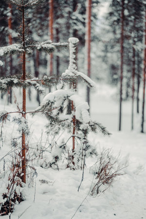Small snowy fern trees in winter in Ounasvaara in Rovaniemi, Laplandの写真素材