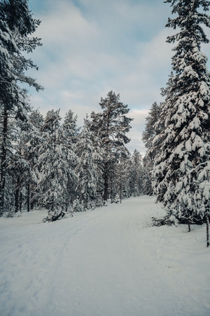 Snowy path through fern tree forest in winter in Rovaniemi, Laplandの写真素材