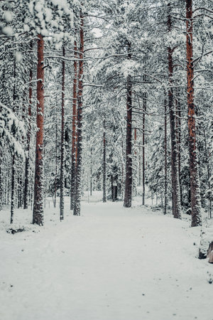 Path through winter wonderland forest in Rovaniemi, Lapland in snowの写真素材