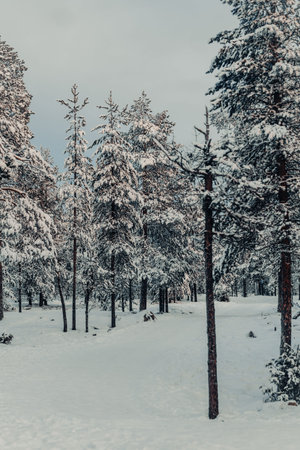 Snowy Ounasvaara forest in winter on cloudy day in Rovaniemi, Laplandの写真素材