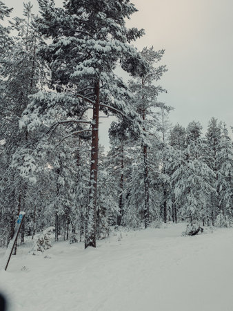 Snowy winter Ounasvaara forest in Rovaniemi, Laplandの写真素材
