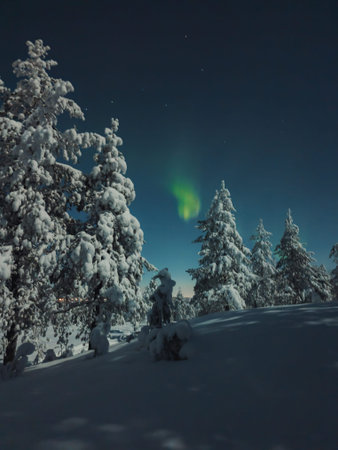 Aurora borealis above snowy Syvasenvaara forest in winter in Rovaniemi, Lapland