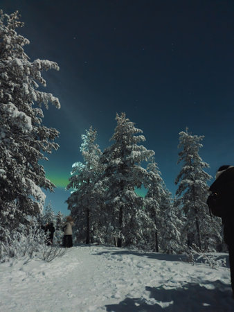 Northern lights behind snowy trees in forest in winter in Rovaniemi, Laplandの写真素材