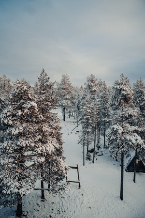 Ounasvaara forest in snowy winter in Rovaniemi, Lapland on cloudy dayの写真素材