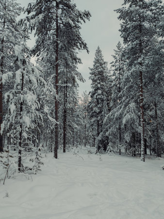 Winter wonderland forest in Ounasvaara in Rovaniemi, Lapland in winterの写真素材