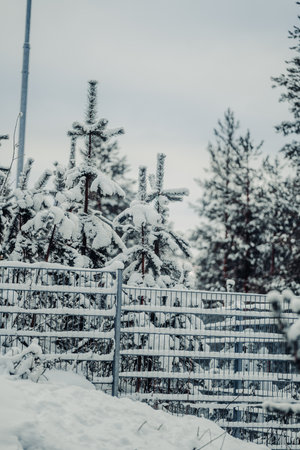 Small snowy trees behind metal fence in Ounasvaara in Rovaniemi, Lapland winterの写真素材