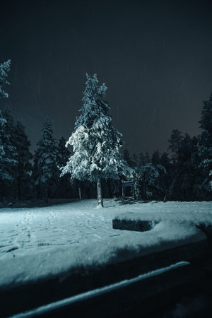 Snowy tree in Ounasvaara forest at night in Rovaniemi, Lapland in winter