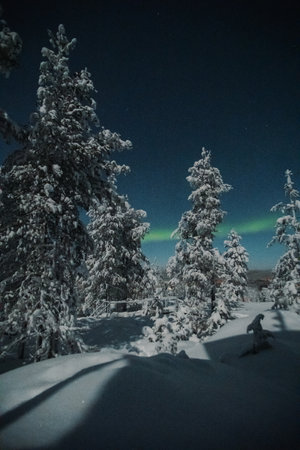 Aurora borealis over snowy winter wonderland forest in Rovaniemi, Laplandの写真素材