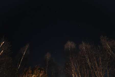 Starry sky above leafless trees in Rovaniemi, Lapland