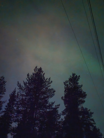 Northern lights above trees in autumn in Rovaniemi, Laplandの写真素材