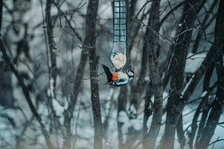 Great Spotted Woodpecker on bird feeder in the snow in Rovaniemi, Lapland winterの写真素材