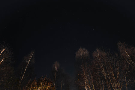 Starry sky above leafless trees in Rovaniemi, Laplandの写真素材