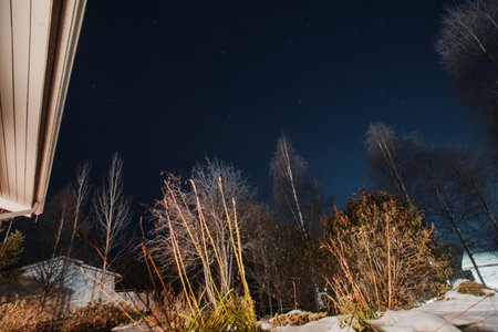 Night sky above snowy bushes in Rovaniemi, Lapland in autumn