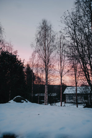 Sunrise pink sky behind trees in Rovaniemi, Laplandの写真素材
