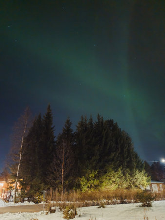 Aurora borealis over green trees in autumn in Rovaniemi, Laplandの写真素材