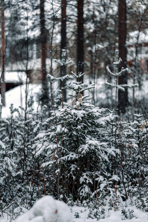 Snowy bush in Syvasenvaara in Rovaniemi, Laplandの写真素材