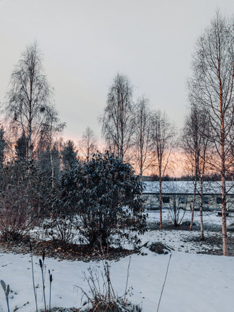 Snowy garden at sunrise at the start of winter in Rovaniemi, Laplandの写真素材