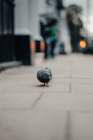 Pigeon looking for food on the ground in central London, UKの写真素材