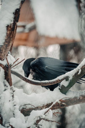 Black raven on snowy branches in Ranua, Laplandの写真素材
