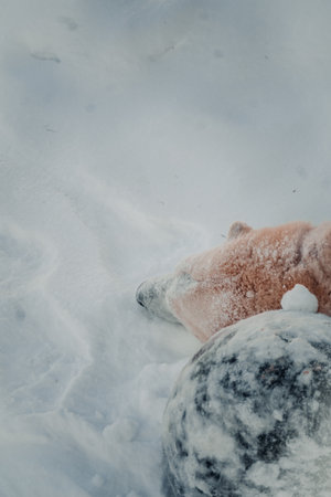 Polar bears head next to rock in the snow in Ranua, Laplandの写真素材