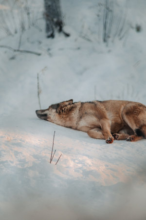 Wolf lying in the snow in wildlife park in Ranua, Laplandの写真素材