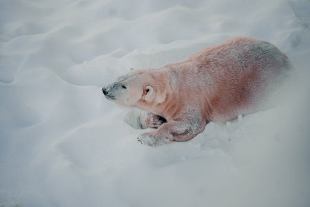 Polar bear lying in snow looking to the sideの写真素材