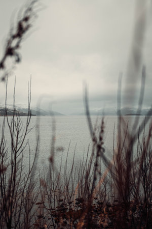 View through reeds across Kaldfjord near Tromso, Norway in autumnの写真素材