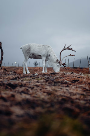 Shot on the 13th of November 2022 in Tromso, Norway!の写真素材