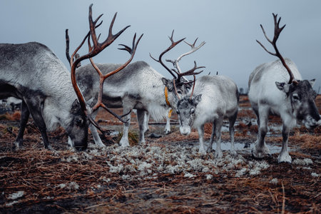 Two reindeer eating lichen in the arctic circle outside Tromso, Norwayの写真素材