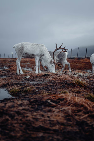 Shot on the 13th of November 2022 in Tromso, Norway!の写真素材