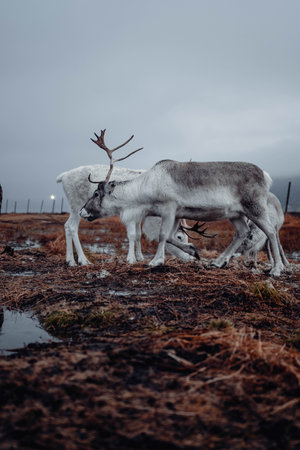 Shot on the 13th of November 2022 in Tromso, Norway in the arctic circle!の写真素材