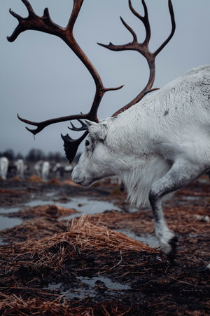 Shot on the 13th of November 2022 in Tromso, Norway!の写真素材