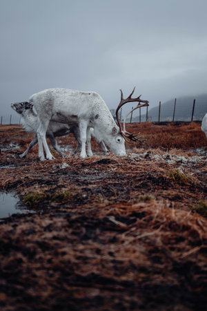 Shot on the 13th of November 2022 in Tromso, Norway!の写真素材