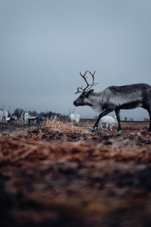 Shot on the 13th of November 2022 in Tromso, Norway!の写真素材