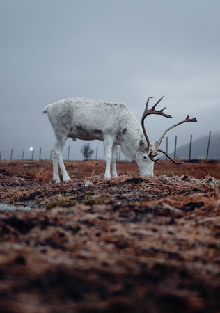 Shot on the 13th of November 2022 in Tromso, Norway!の写真素材