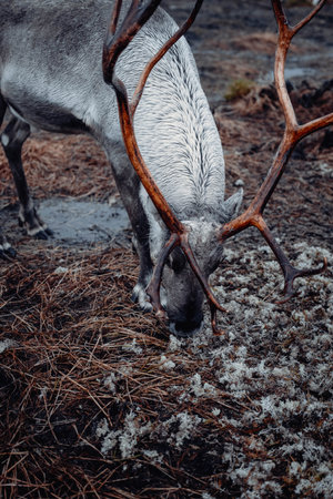 Reindeer with big antlers eating lichen in the arctic near Tromso, Norwayの写真素材